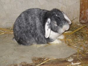 img_8470-andere