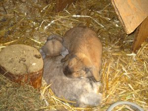 img_8472-anderesammy-und-lilly