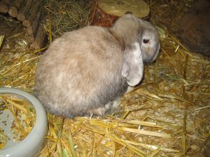img_8474-anderesammy