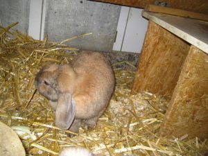 img_8482-anderelilly