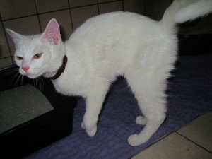 img_8493-anderebalou