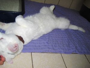 img_8497-anderebalou