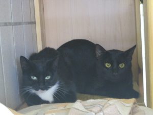 img_8514-anderemausi-und-spatzi