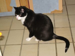 img_8537-anderemats