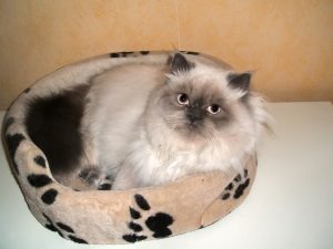 balou-und-tamilo-andere