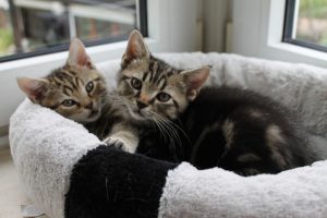 fritz-und-frieda-2-andere
