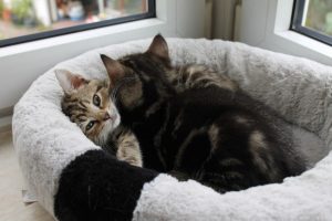 fritz-und-frieda-andere
