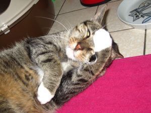 img_8877-andere