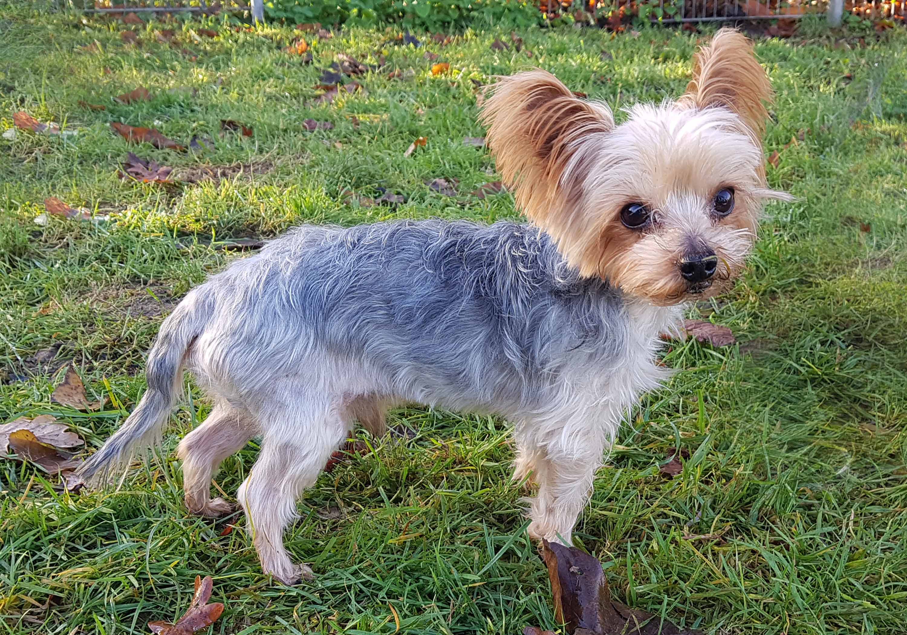 Yorkshire Terrier Geschoren / Unbenanntes Dokument