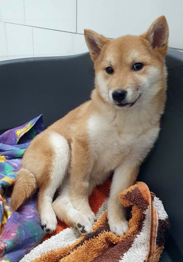 Akemi ... Shiba Mädchen mit Charme - vermittelt 16.10.2022 | TIERHEIM MOERS